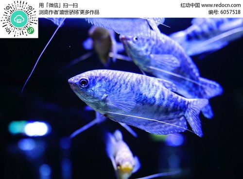 银色观赏鱼高清图片下载 红动网