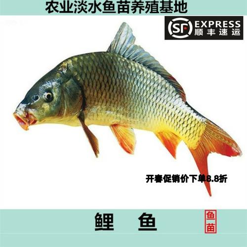 【仿观赏鱼】-仿观赏鱼厂家,品牌,图片,热帖