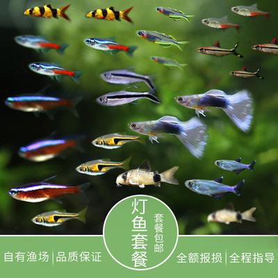 观赏鱼热带鱼群游鱼缸活体鱼淡水小型鱼套餐斑马鱼红绿灯鱼宝莲灯