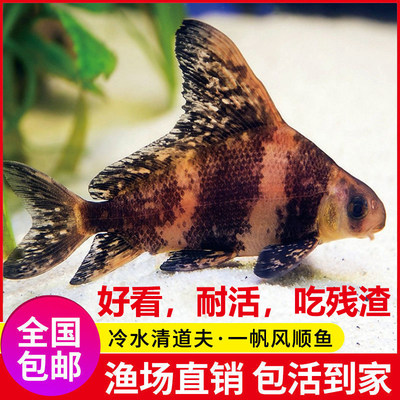一帆风顺专用营养液家用白当前网购流行产品