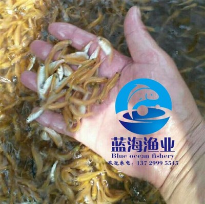 哪有金丝鲩鱼苗报价