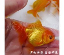 泰狮金鱼产品信息